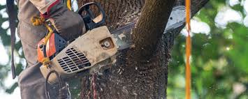 Best Storm Damage Tree Cleanup  in Baldwinville, MA