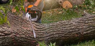 Best Arborist Consultation Services  in Baldwinville, MA