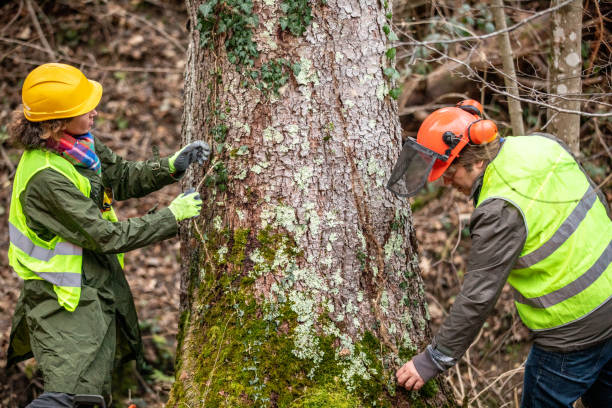 How Our Tree Care Process Works  in  Baldwinville, MA