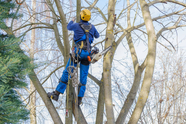 Best Tree Removal  in Baldwinville, MA