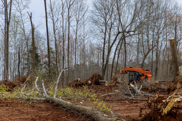 Best Arborist Consultation Services  in Baldwinville, MA