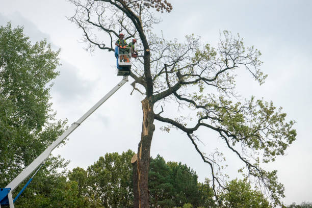 Best Palm Tree Trimming  in Baldwinville, MA